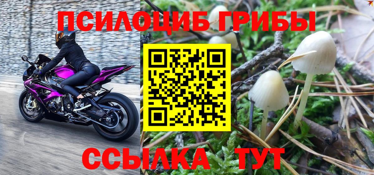 Псилоцибиновые грибы мицелий  Вход с VPN  Кизилюрт 